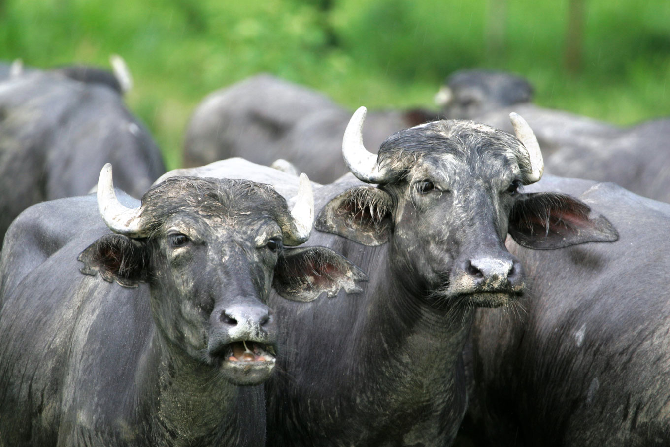 Ventajas de los Búfalos