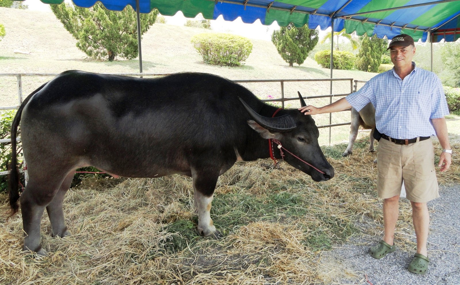 Bufalo de la raza Carabao en Tailandia