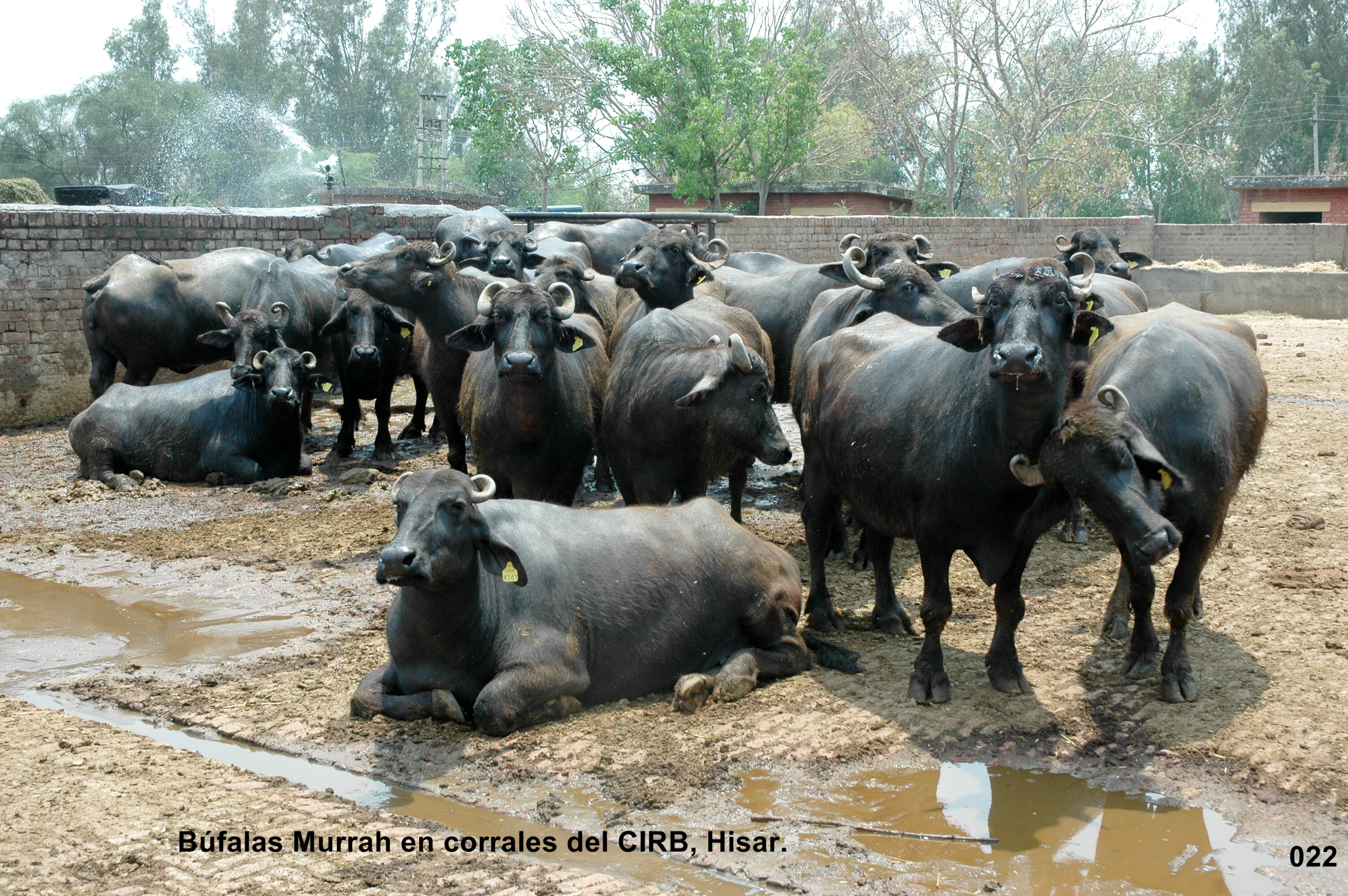 Búfalas Murrah en India