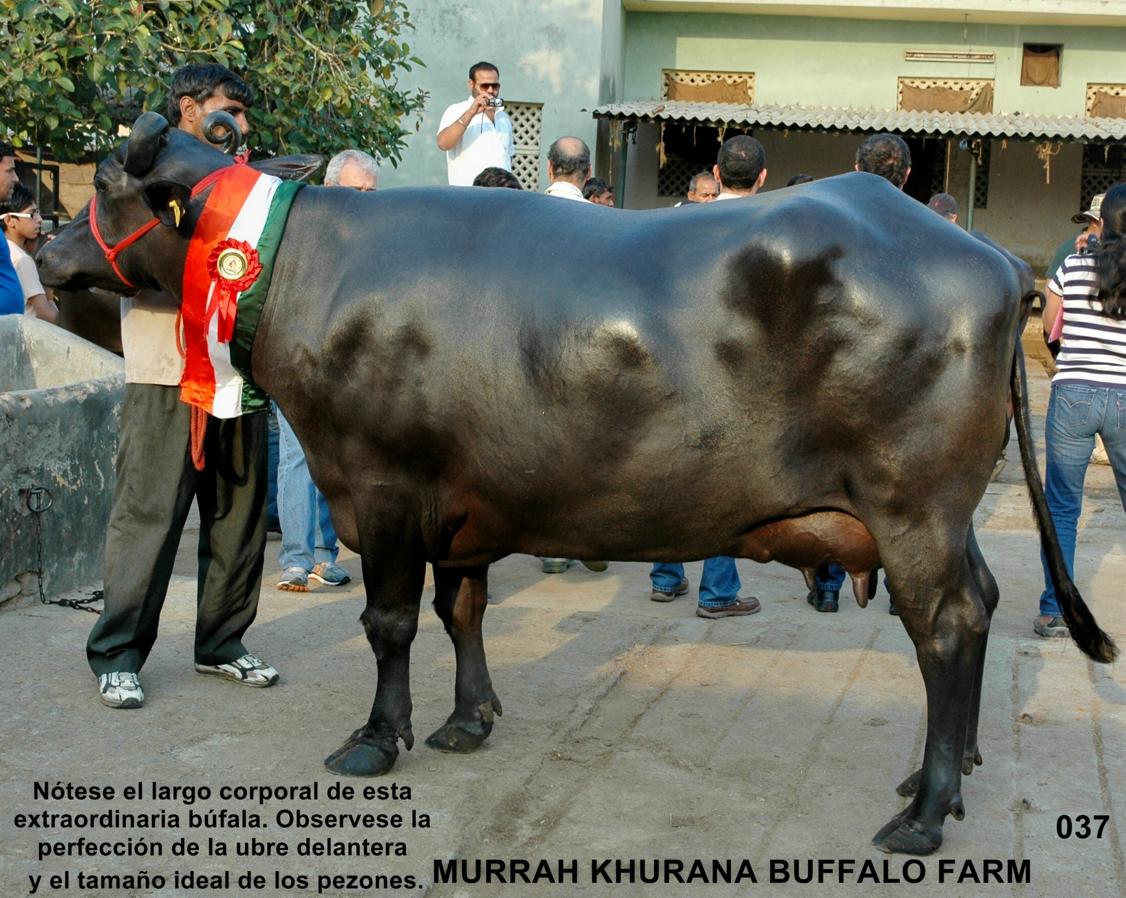 Búfala Murrah en India