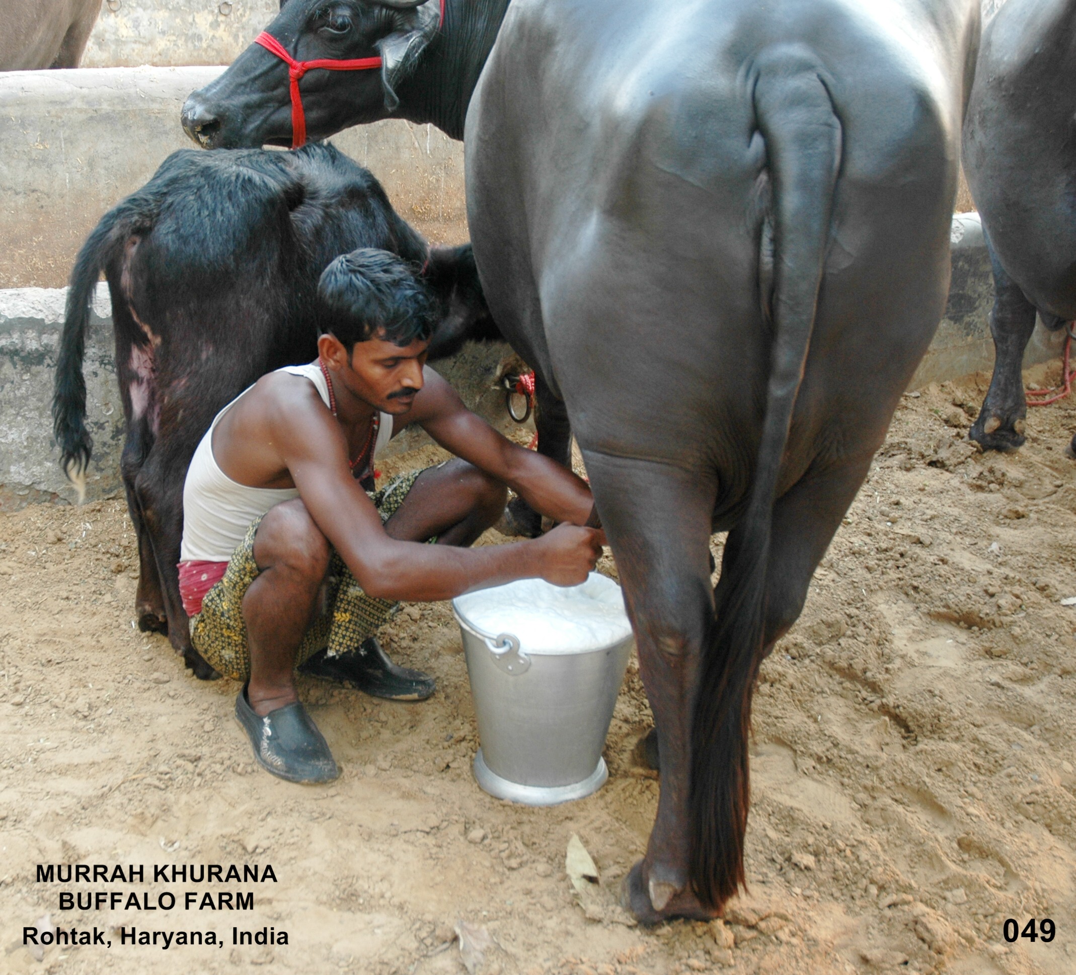Ordeño manual en India
