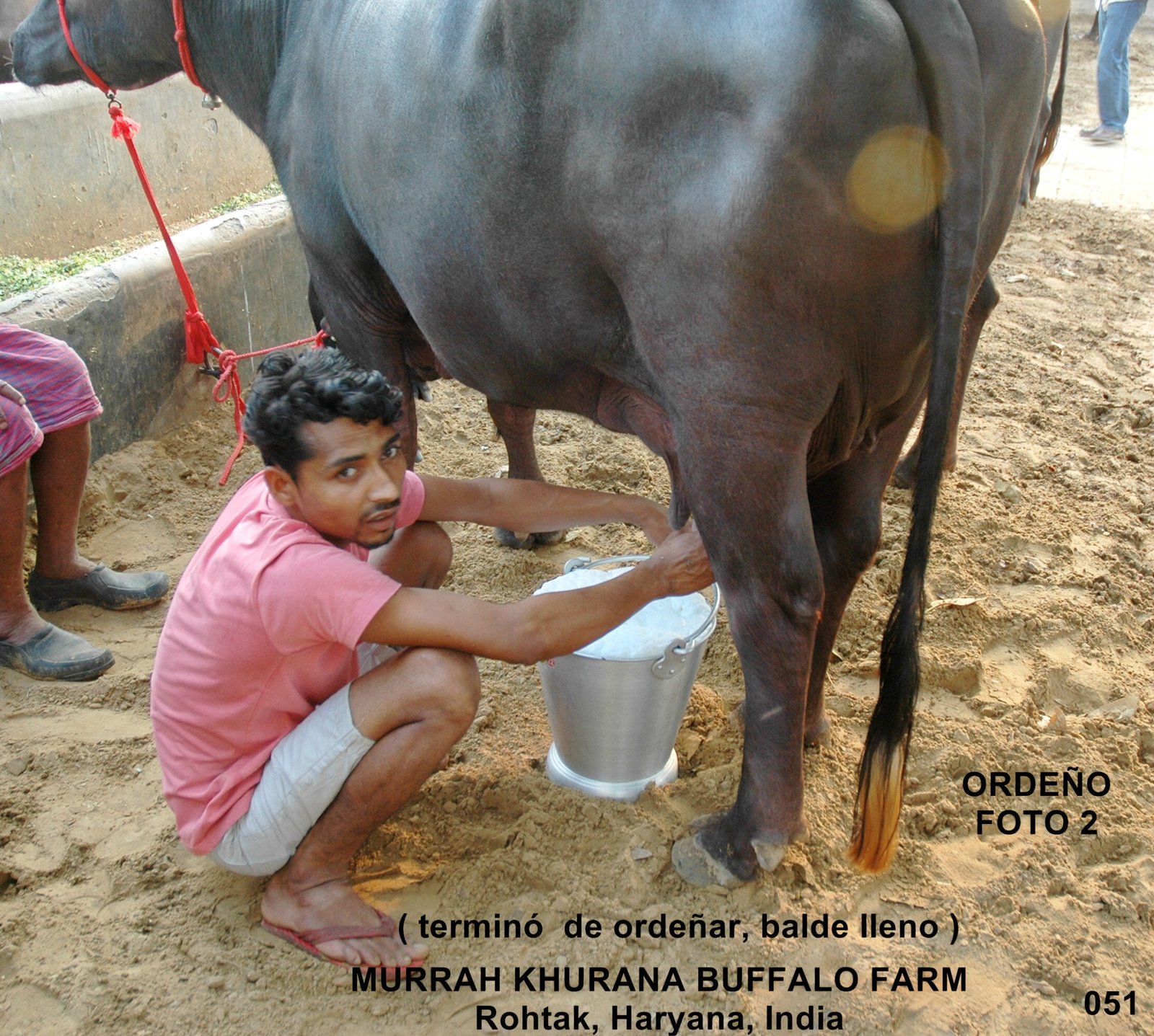 Ordeño en India