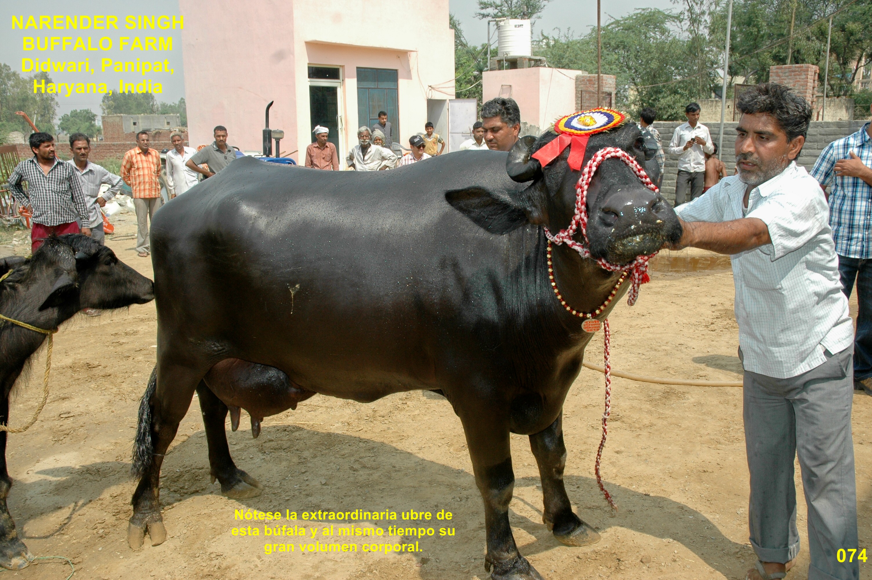 Búfala en India