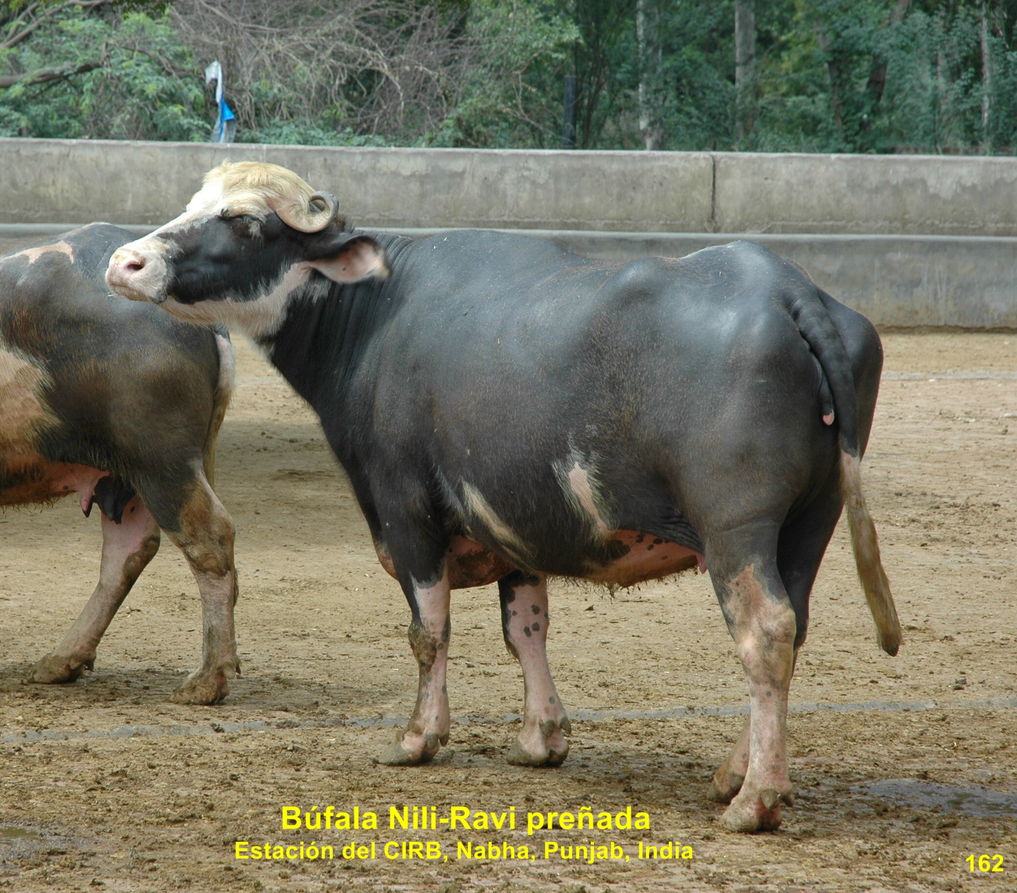 Búfala Nili Ravi