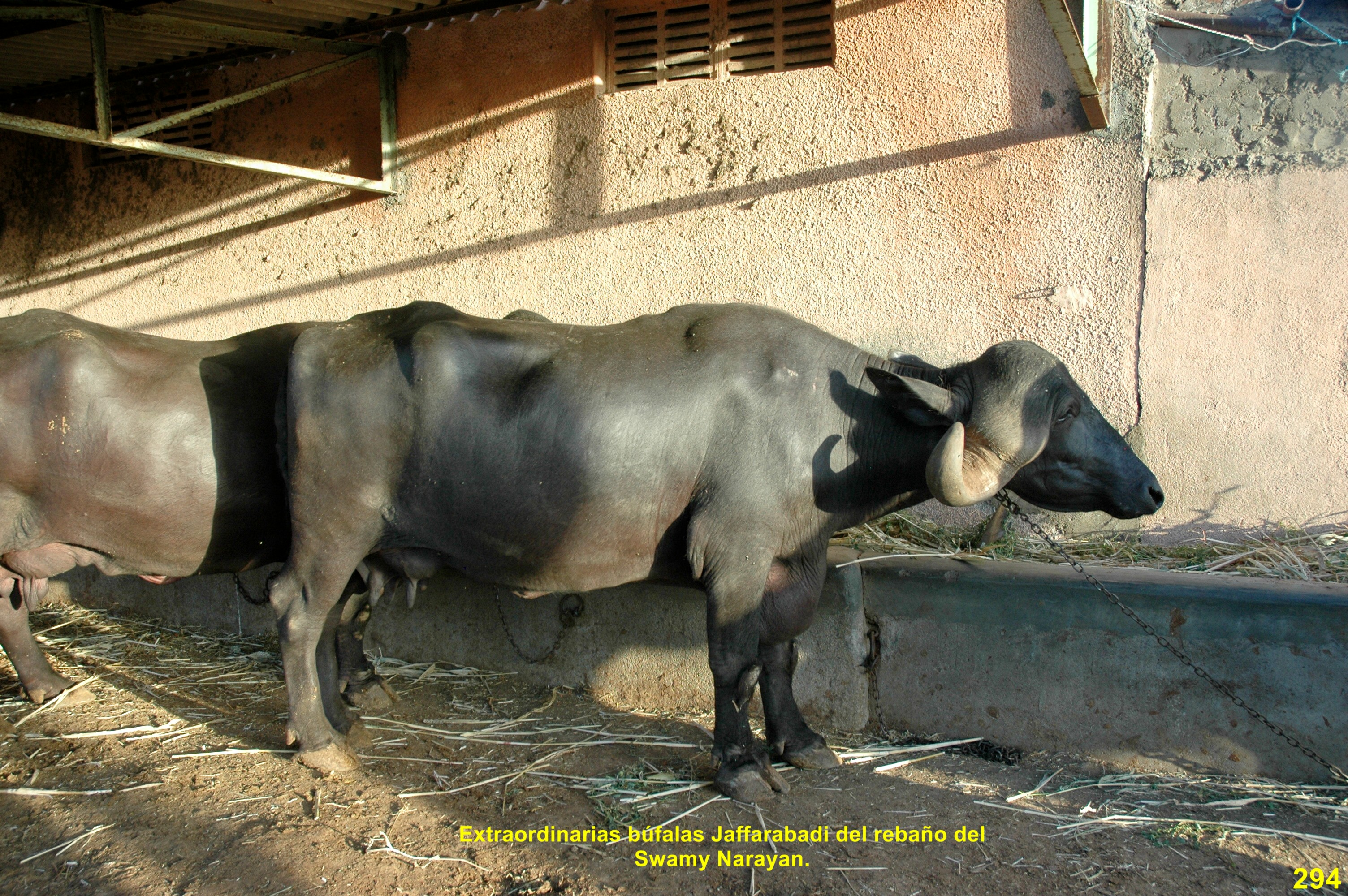 Búfalo Jaffarabadi