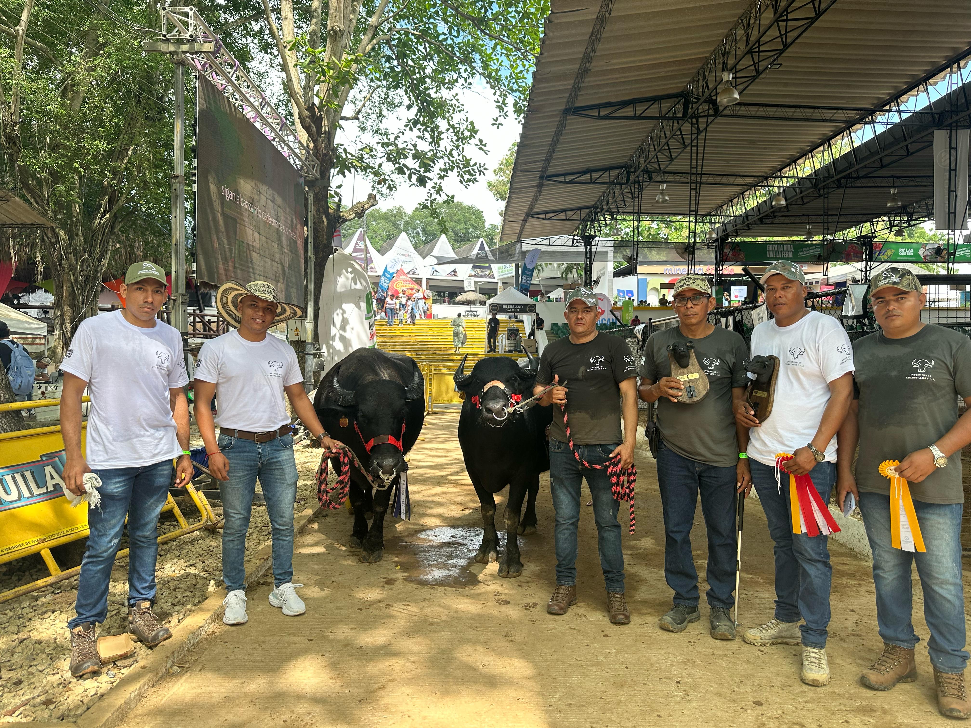 Bufaleros en la Feria de Montería 2025