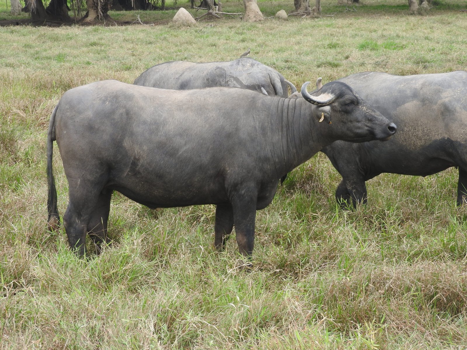 búfala inseminada y preñada