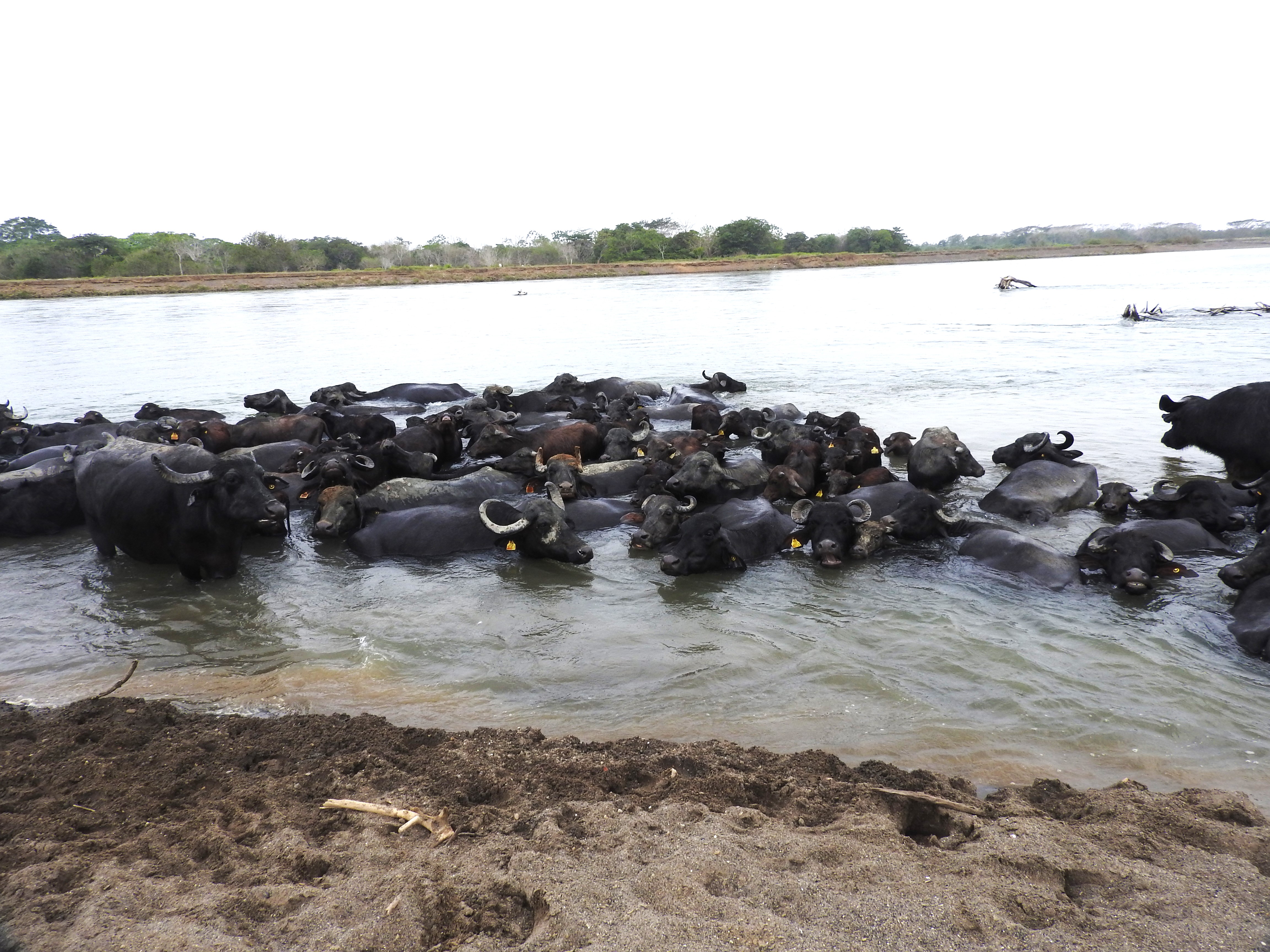 Búfalas en el río Sinú.