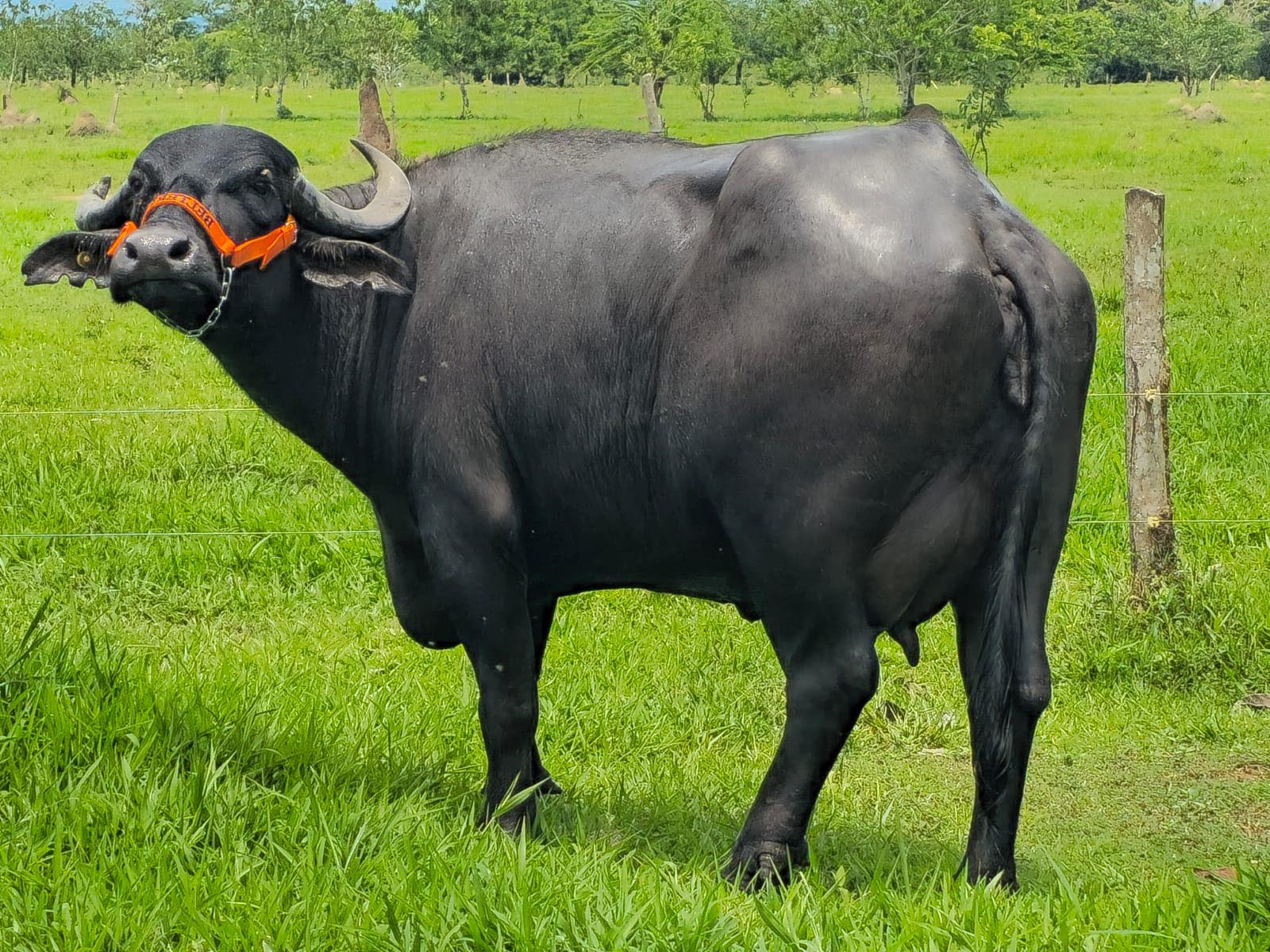 Búfalo en bufalera belterra