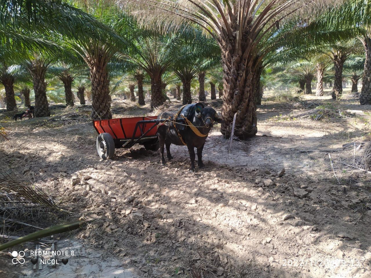 Trabajo con búfalos