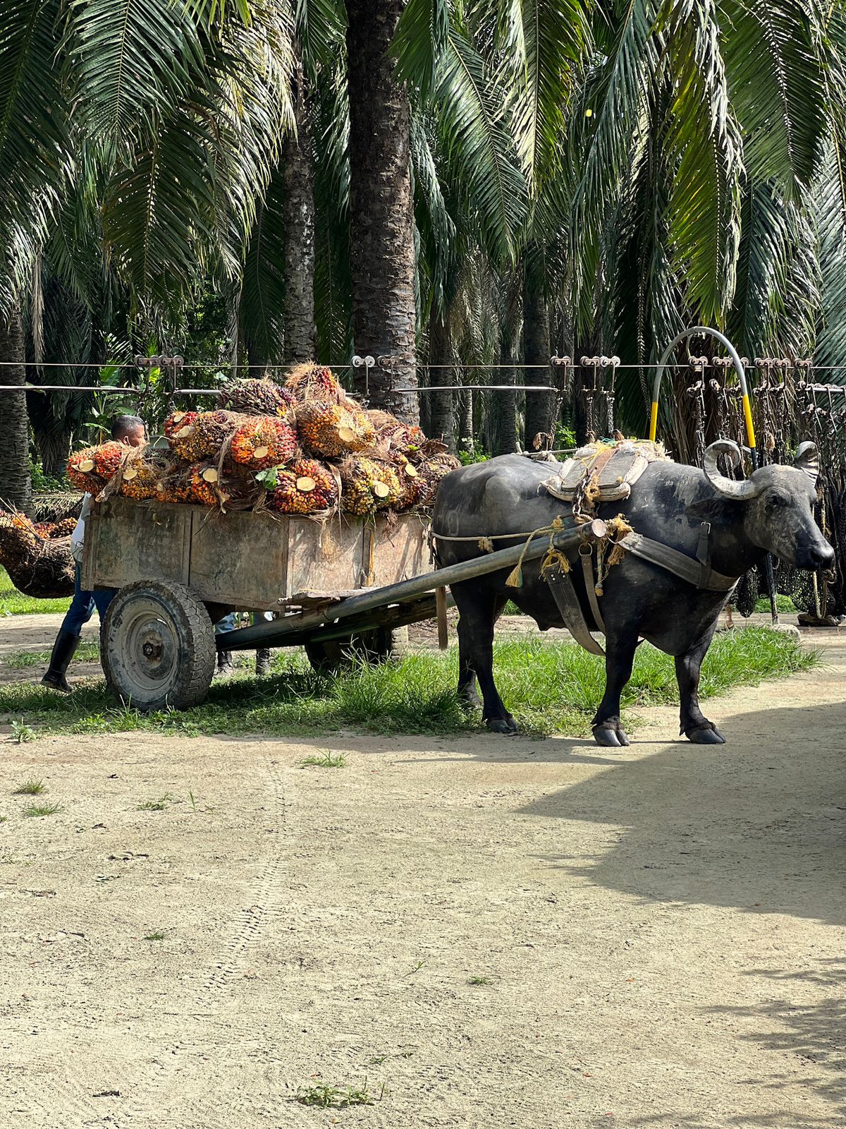 Búfalo en plantación de palma