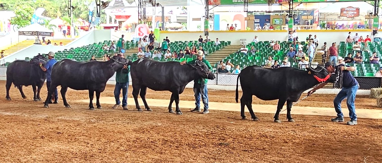 Feria de Montería 2025