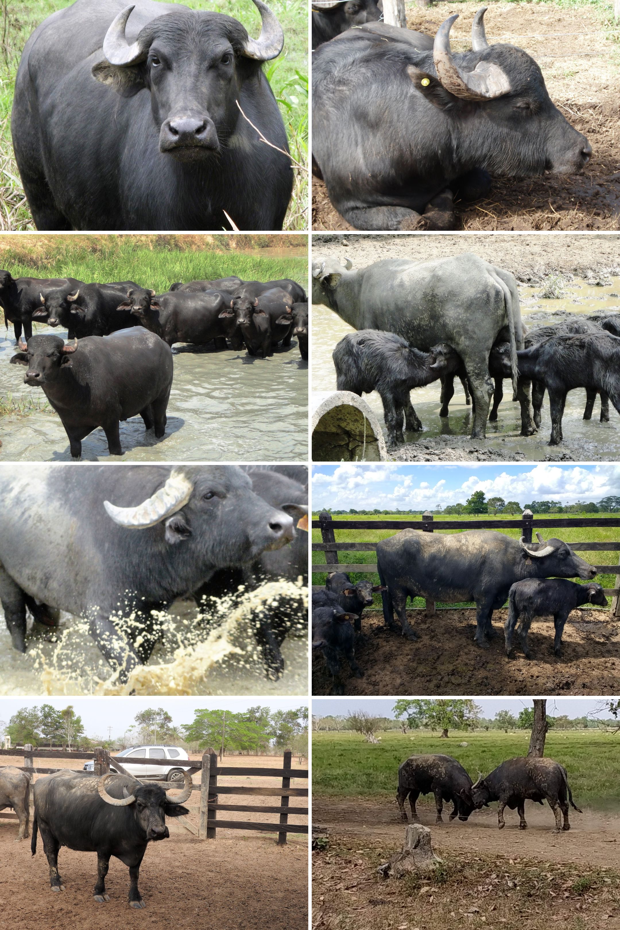 Collage de búfalos