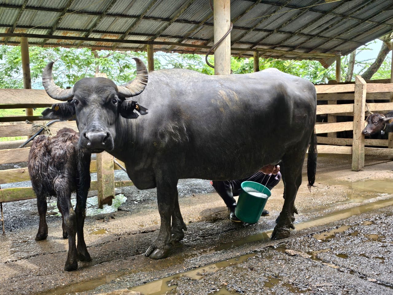 Búfala en ordeño, sin amarrar patas ni cabeza