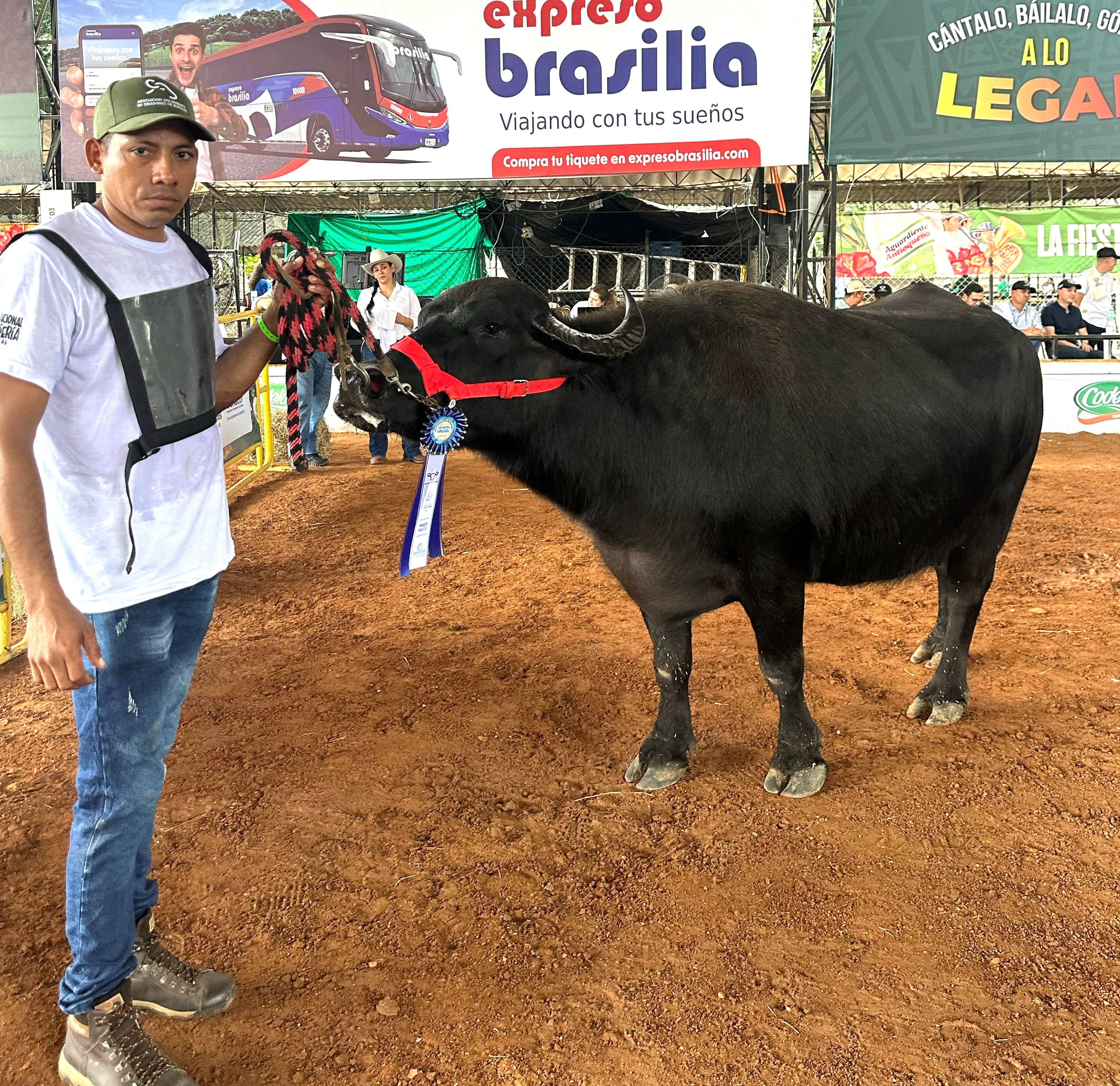 Búfala con argolla en la nariz