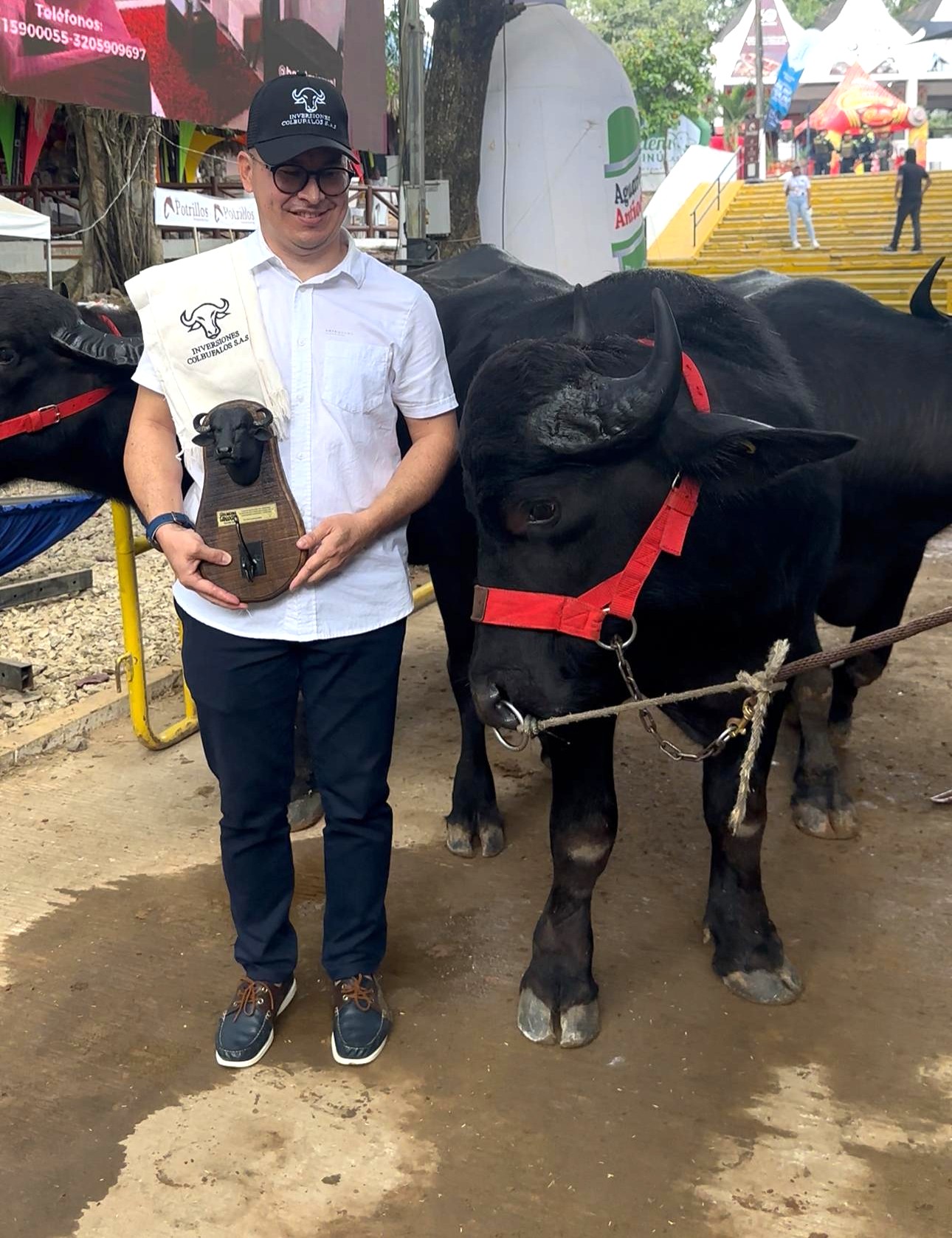 Búfala ganadora de su categoría en Montería 2025