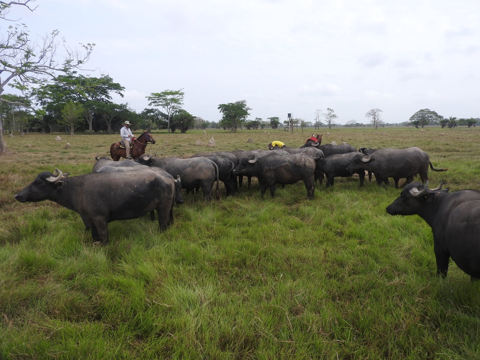 Lote de búfalas en Belterra