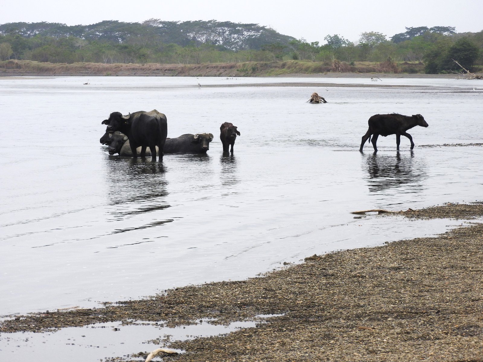 Grupo de búfalos en el rio Sinú
