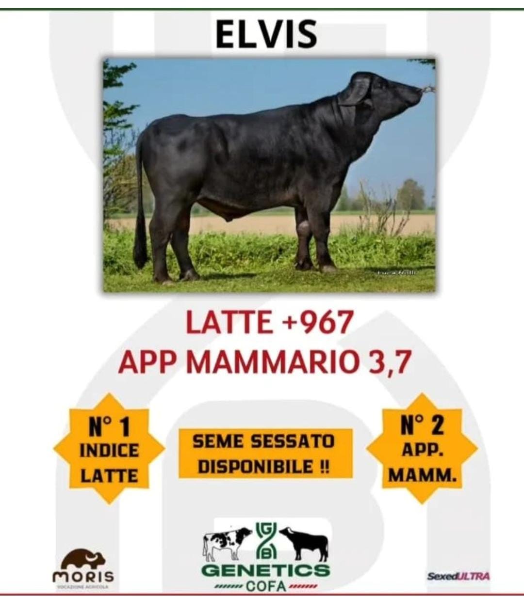 Elvis, el mejor búfalo italiano en 2025 por producción de leche