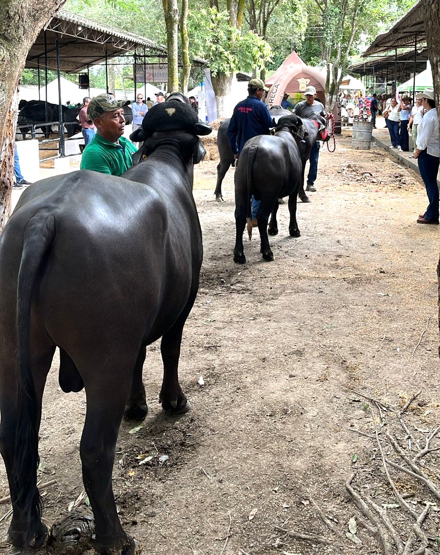 Testículos de un butorete en Montería 2025