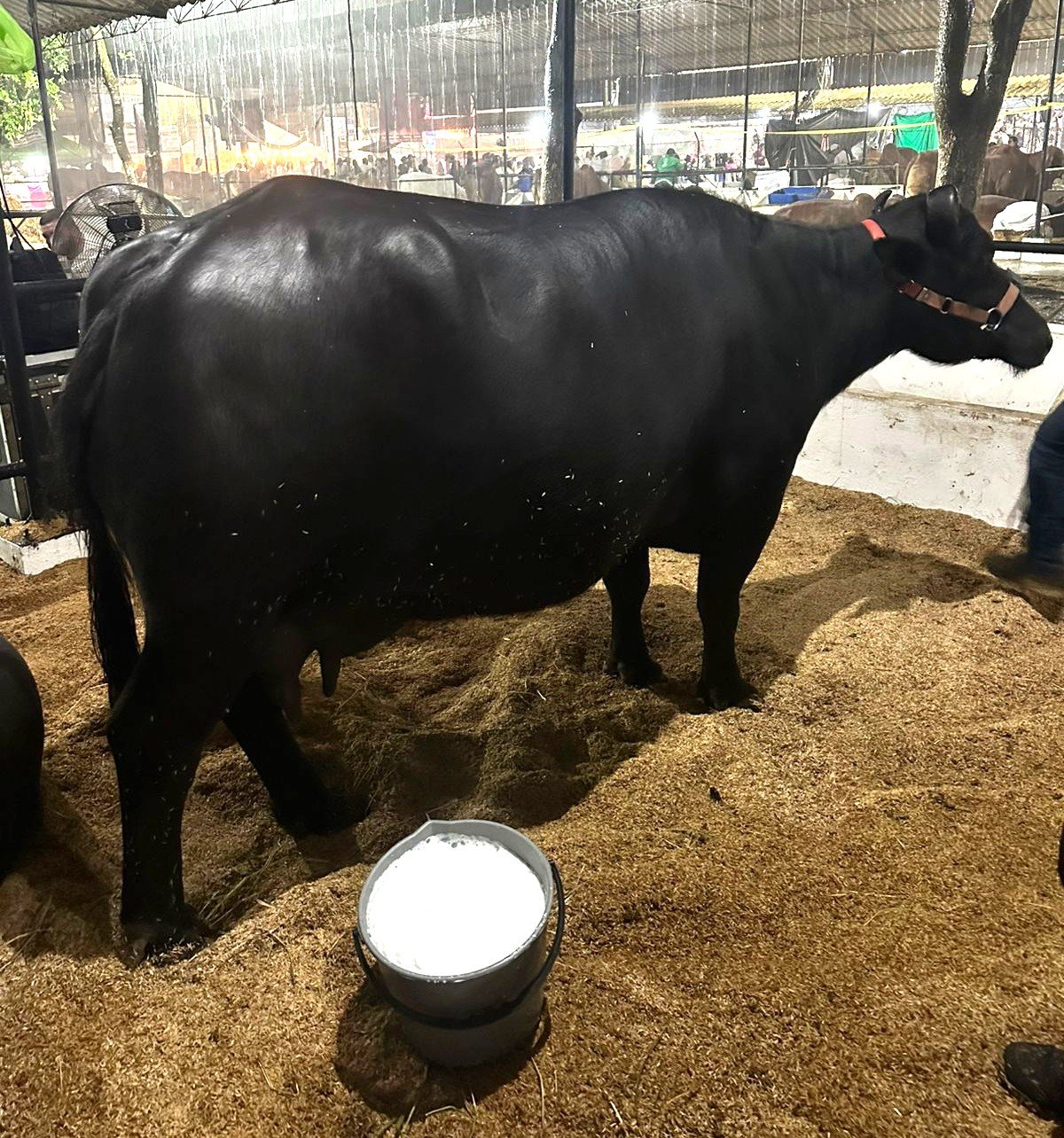 Leche de búfala para transformar