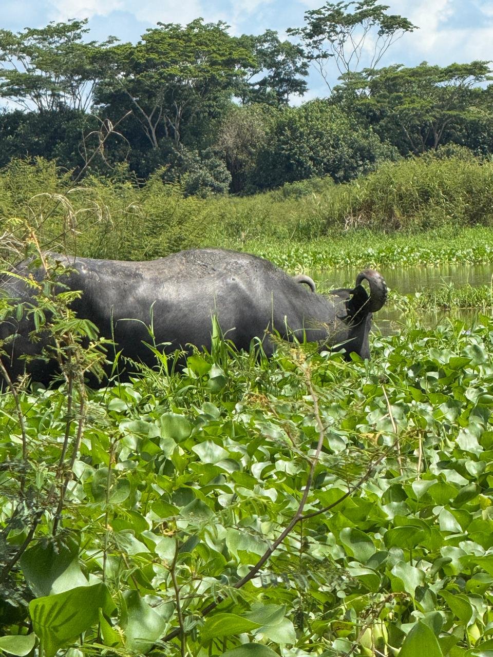 Búfala comiendo plantas acuáticas en ciénaga