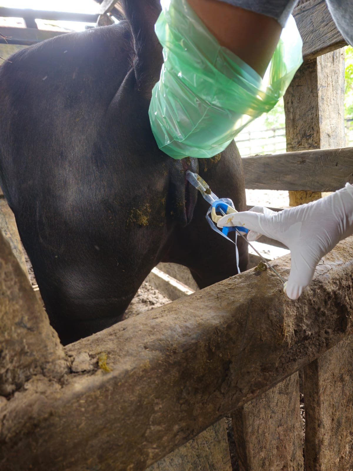 Inseminación de una bufala en julio 2025