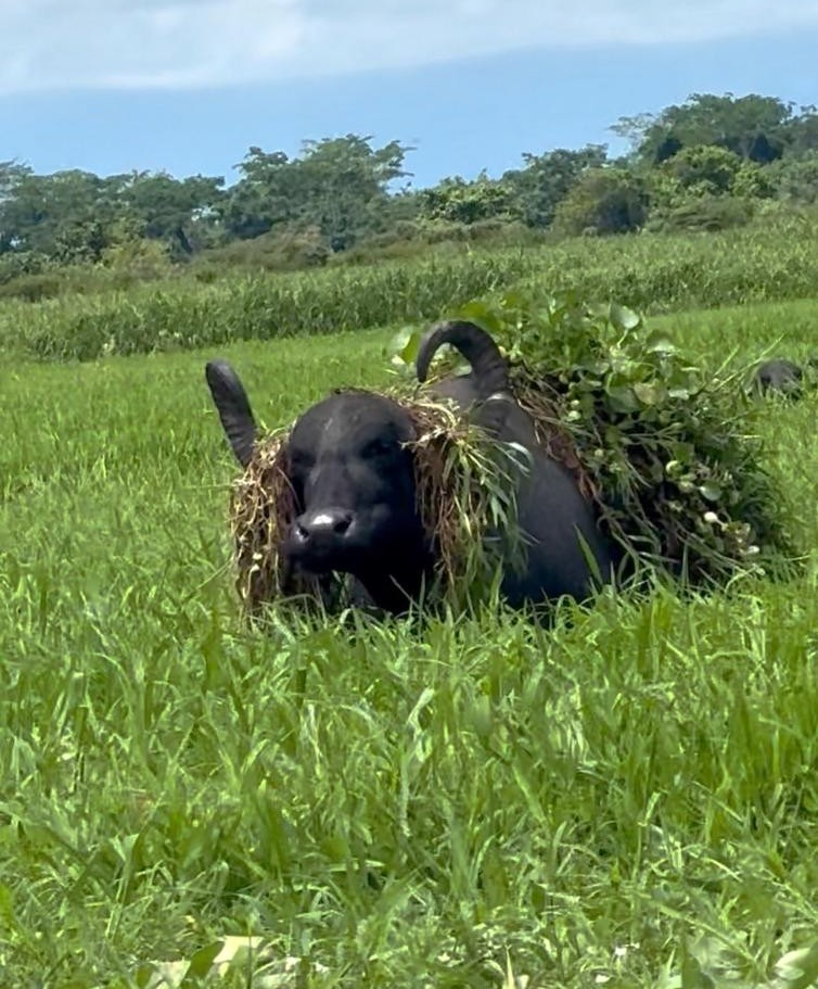 Búfala en la ciénaga