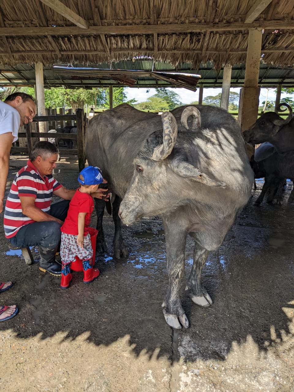 Mateo Botero conociendo el ordeño