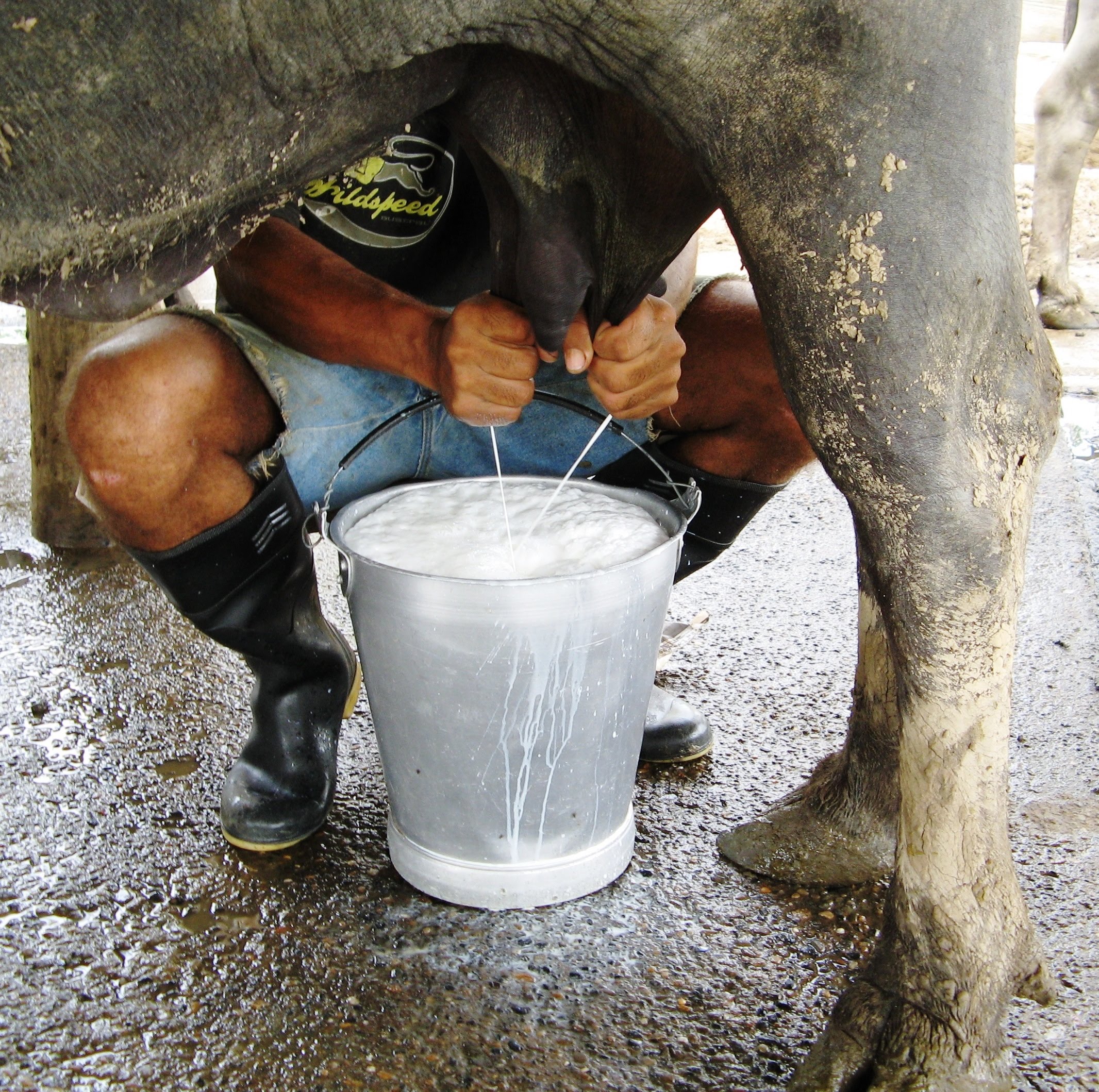 Leche para fabricar arequipe