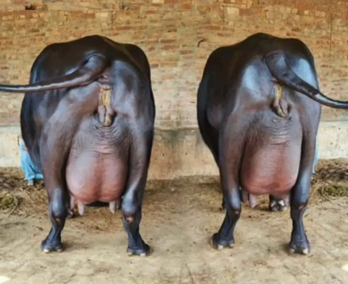 Magníficas ubres de búfalas