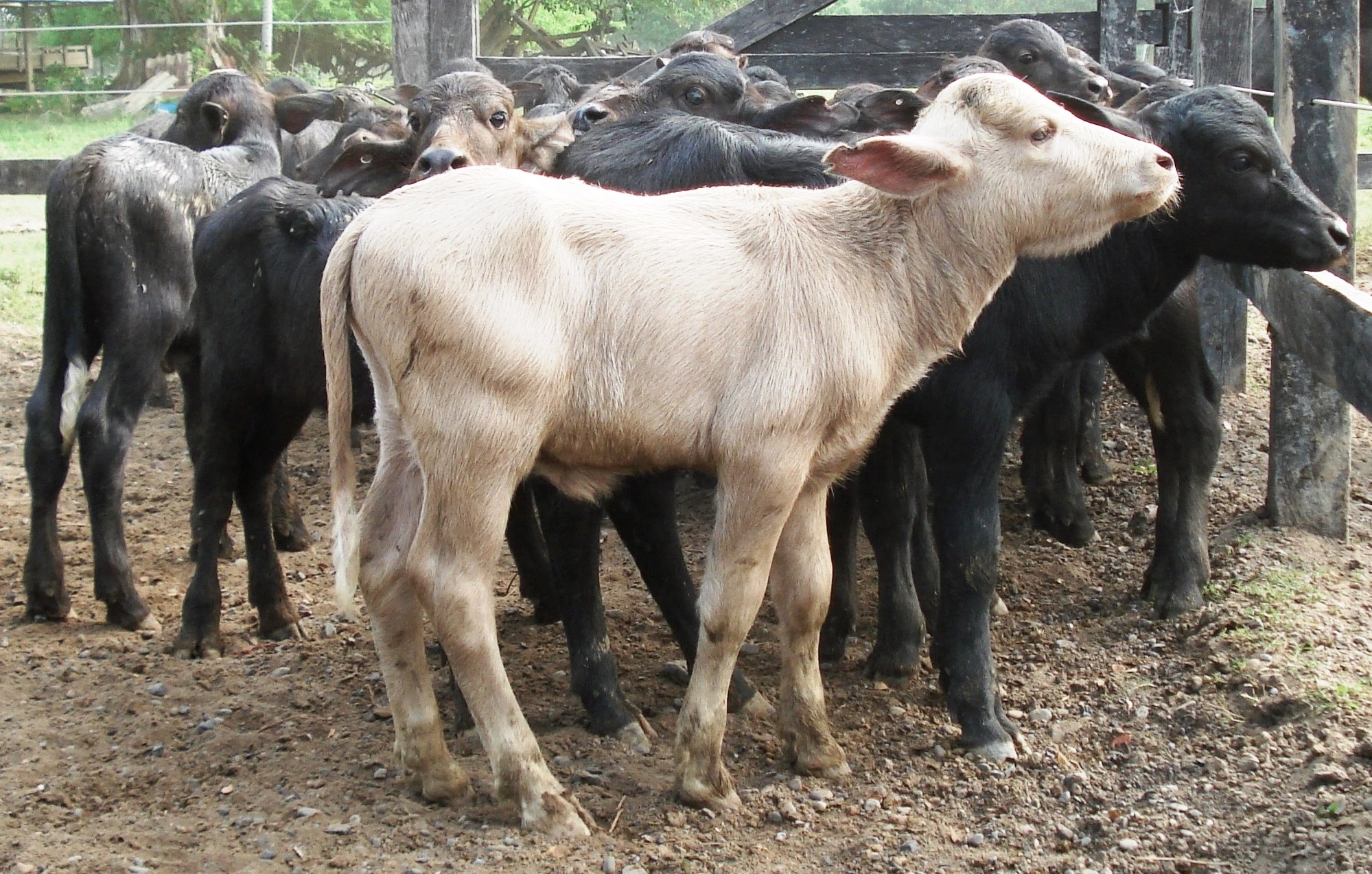 Cría de búfalo marrón, no albina
