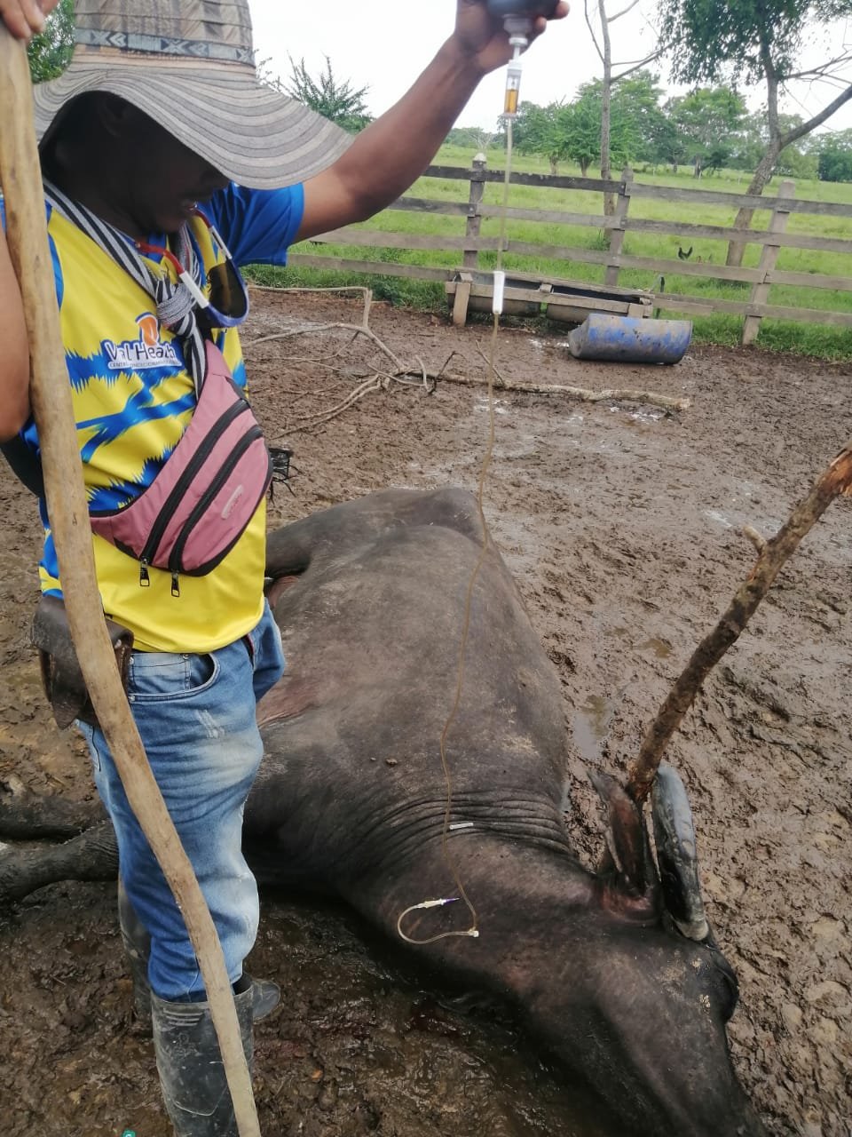 Tratamiento de búfala enferma con hemoparásitos