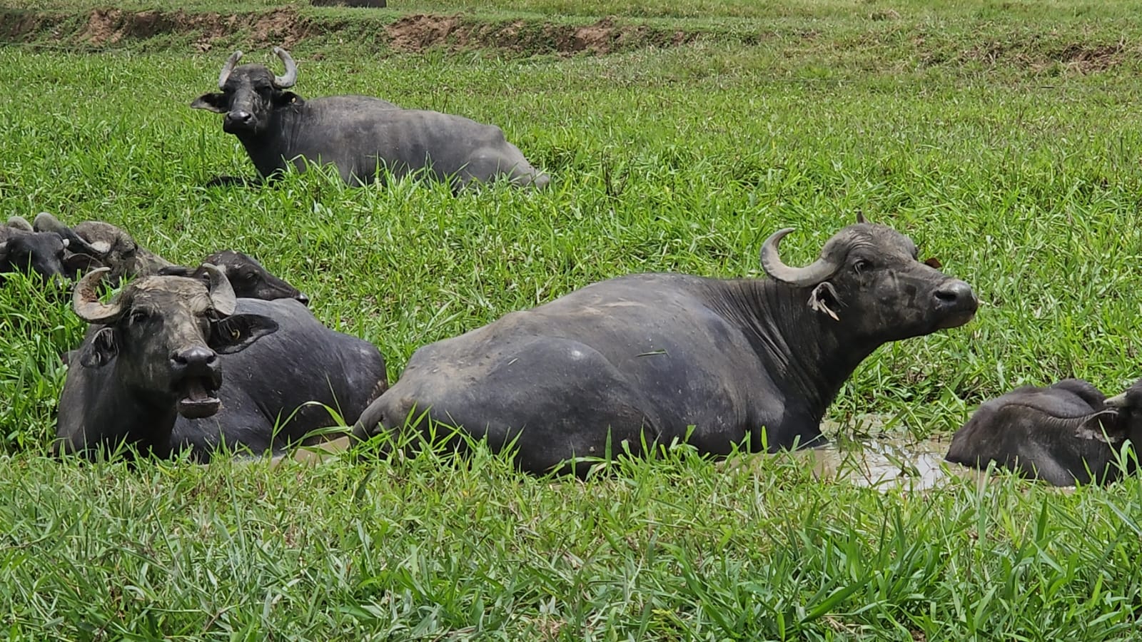 Búfalas por inseminación con semen escogido por genómica
