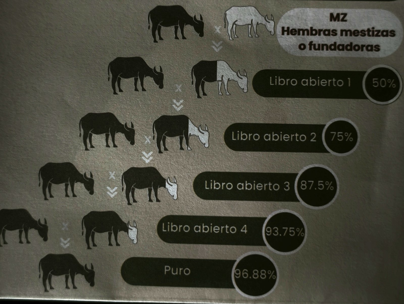 Pasos para absorber a una raza