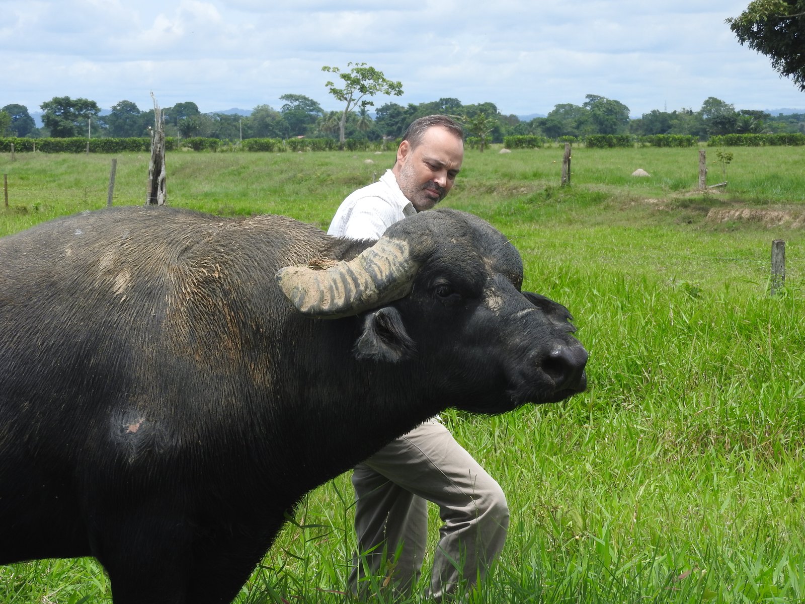 Búfalo paseando con su cuidador en pradera colombiana Córdoba. Endogamia