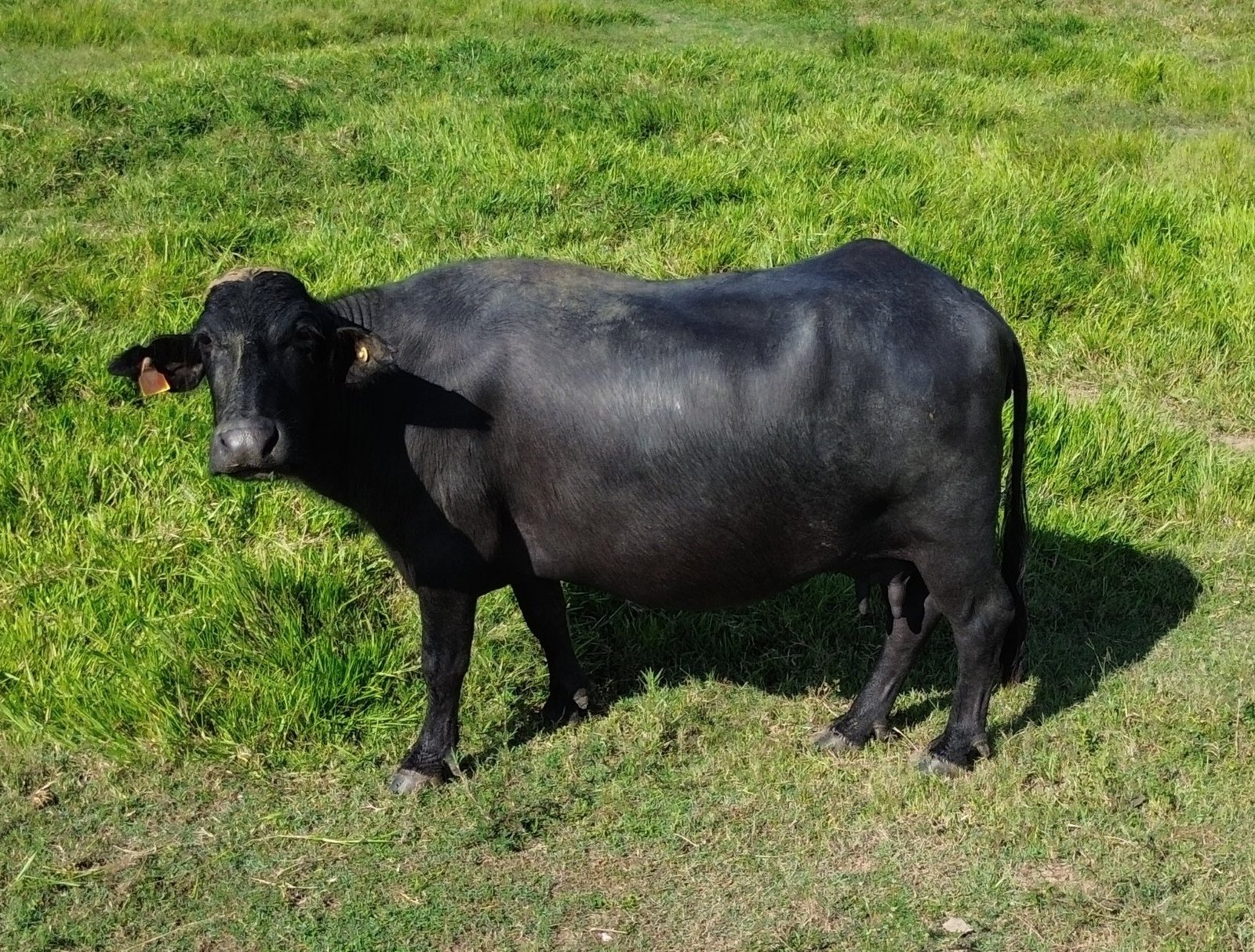 Búfalos topizado