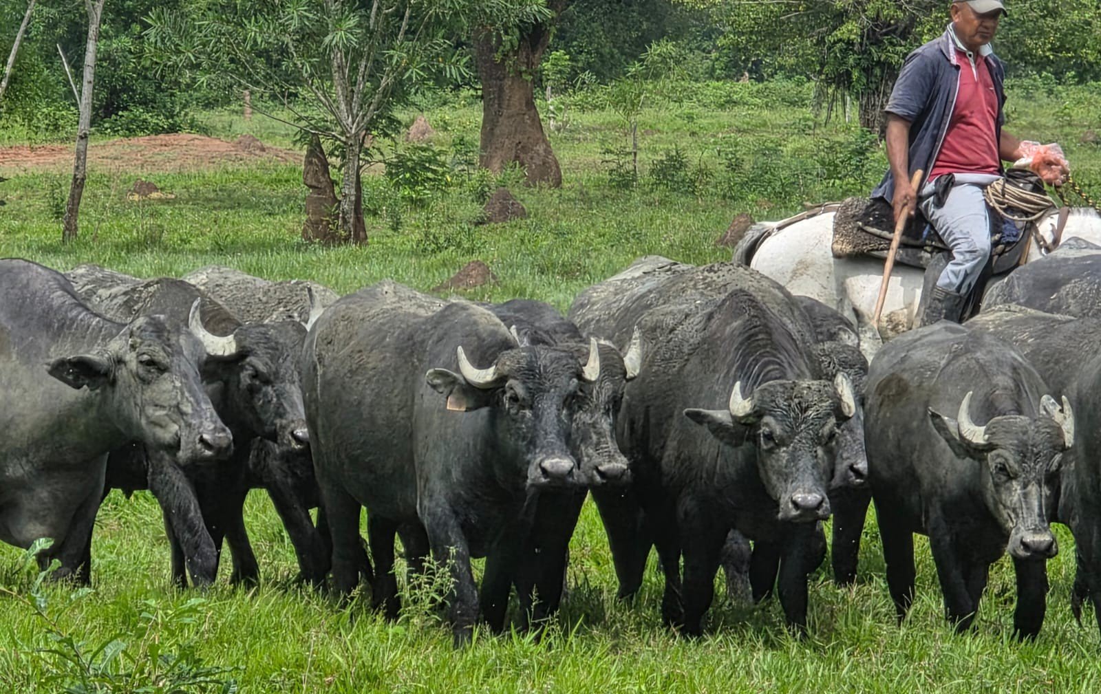 Manejo de búfalas