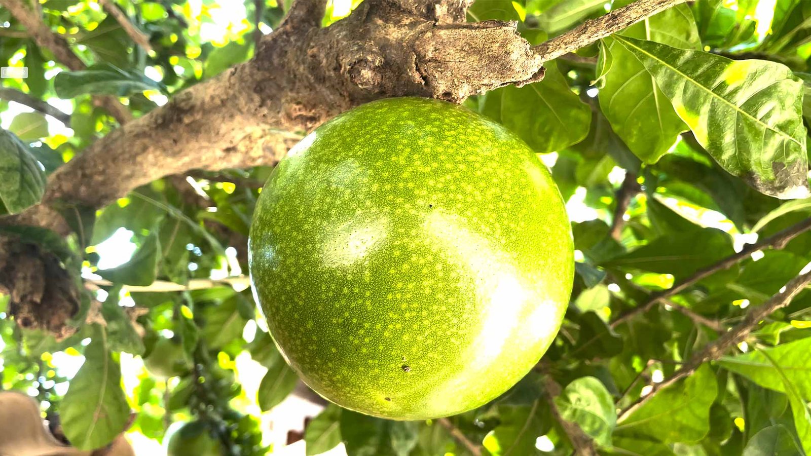 Totumo en árbol