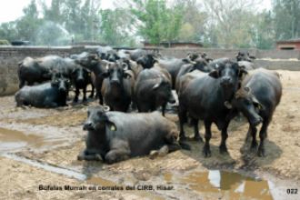 Búfalas Murrah en India