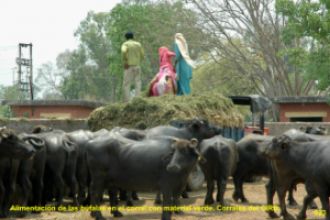 Mujeres alimentando búfalas