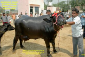 Búfala en India