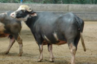 Búfala Nili Ravi