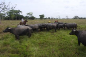 Agrosavia se interesa en los búfalos
