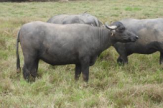 búfala inseminada y preñada