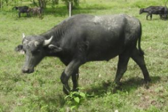 Búfala delgada