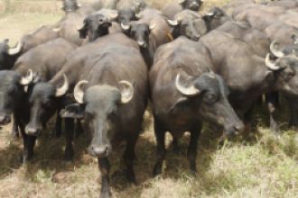 La Federación Internacional de Búfalos es la mayor del mundo