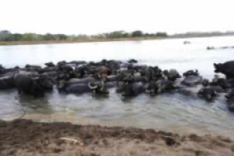 Búfalas en el río Sinú.