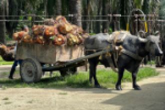Búfalo en plantación de palma
