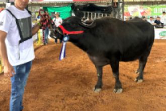 Búfalo Mediterráneo en exposición en Montería